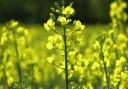 Oilseed rape prices have been under pressure