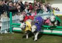 HERDWICK SHEEP trained to run and jump small fences will perform the 'Lamb National' at the Drumlanrig event
