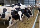 Nutrition is key to the health and well being of dairy cows