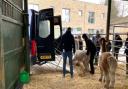 The farm's three alpacas have been sent to a farm in Ayrshire until new owners are found