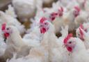 Small-scale poultry enthusiasts invited to Huntly event on care and bird flu