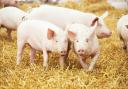 Climate control pork claims have caused issue in Denmark