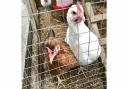 Chickens in a coop

Picture: Alamy/PA