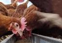 Poultry farms are being urged to reduce phosphate levels in laying units