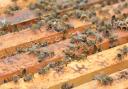 A new investigstion has shown there could be fraud in the honey market