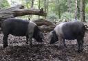 Numbers of Saddleback pigs are falling
