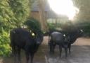 The cows that were spotted in North Buckinghamshire started to really milk the situation