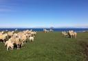Ewes and lambs enjoying the first sunny spring morning