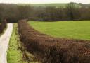 The Management of Hedgerows (England) Regulations 2024 has become law