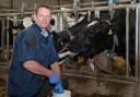 Learn about calving and C-sections with Charles Marwood   Ref:RH110722032  Rob Haining / The Scottish Farmer
