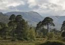 Scotland's rainforest - Loch Arkaig. Pic by Woodland Trust Scotland media library.