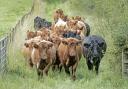 The H5N1 strain of avian flu has no jumped to cattle