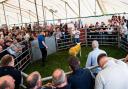 Spectators and buyer gather round the ring at Kelso where cross-breds sold to £4000 Ref:RH080923054  Rob Haining / The Scottish Farmer...