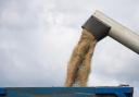 Wheat imports are up for milling
