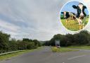 Cows left stranded on busy road after trailer unhitches