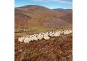 Glenisla Estate Enriched by Enchanting Snapshot of Sheep Gathering
