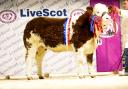 Inter-breed winner went to the Simmental heifer, Delfur Nifty from Delfur Farms