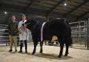 The champion went to this Limousin cross heifer from Cameron Armstrong