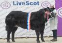 Overall champion was this Limousin cross heifer, Starlight from James Nisbet Sorn Mains