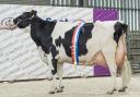Dalserf Demon Corneliske 442 stood dairy champion for JD Baillie, Ashgill, Larkhall