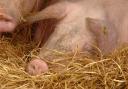 Number of pigs reduced by over half a million year-on-year