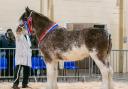 Collessie Alanna from Ronnie Black took the championship, pictured here at the Clydesdale winter fair