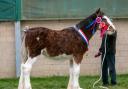 Collessie Gladiator was overall champion for Ronnie Black and family