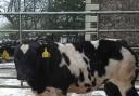 Top priced calf from R and E Pattinson, Temon Farm, Brampton, made £1040
