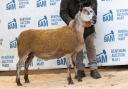 Top priced Bluefaced Leicester at £2300 came from Ashley Caton, Otterburn Lodge