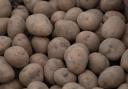 Coping with extreme weather is an increasing challenge for potato growers