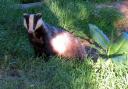 Targeted badger culling could continue in high-risk areas where it is needed to control tuberculosis in cattle