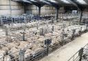 Breeding sheep demand high, selling up to £280 at Skipton