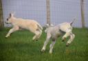 Lambs bounce into Spring at Twynholm, Dumfries and Galloway