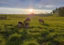 Dutch Spotted sheep adorn picturesque Stud Farm, Dumfries