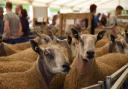 The Wales and Border Ram Sales provide a fundimental part of Welsh agriculture