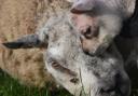 A tender moment between a one-eyed ewe and her daughter