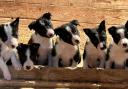 Meet Tweeddale Grace and Clwyd Bob's pups at Kerfield Farm