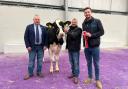 Champion, Boclair Delta-Lambda Rose with the judge, Alister Vance, David Brewster and Charlie Craddock