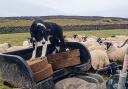 Nell, the vigilant sheepdog, guarding the precious feed stash