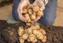 The Irish Farmers Association has demanded compensation for flooded potato fields