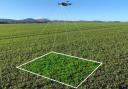 Drones can be quick at checking crops