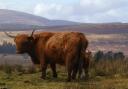Highlanders thrive under Cairngorm peaks