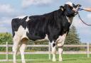 Genosource Captain, the number one daughter-proven sire