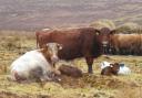 Heartwarming Spring Calving Moment: Shorthorns Welcome New Life Near Tomintoul