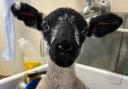 Vet student's bidet treatment soothes lamb at Springfield Pedigree Livestock