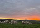 The sunset is a much better sight for young lambs and calves on the ground this spring, as a turn in the weather has been welcomed this week