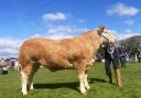 Champions of champions went to this Charolais cross heifer from A and S Campbell