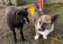 Meet Orkney's corgi buddy and Sonja's happy Blue Texel ram lamb
