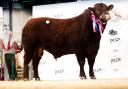 The reserve champion, Seawell Selector, topped the sale at 4500gns for PM and SM Donger