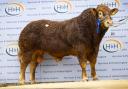 Sale leader at 38,000gns, Cowin Tequin from Dafyn James